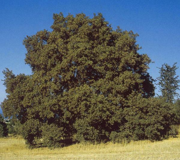 arbre à tanin en 5 lettres