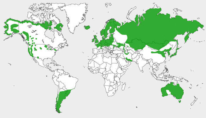 carte de répartition du genre Cygnus