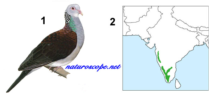 Pigeon d'Elphinstone