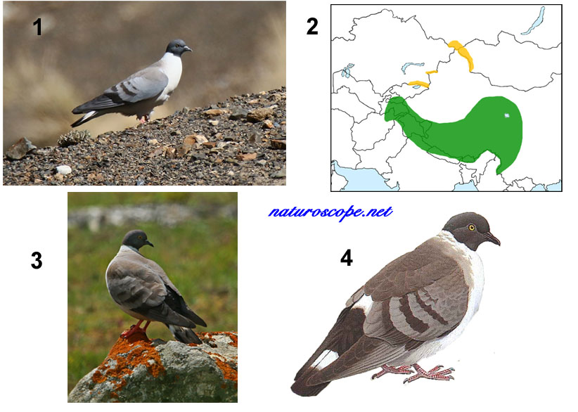 Pigeon des neiges